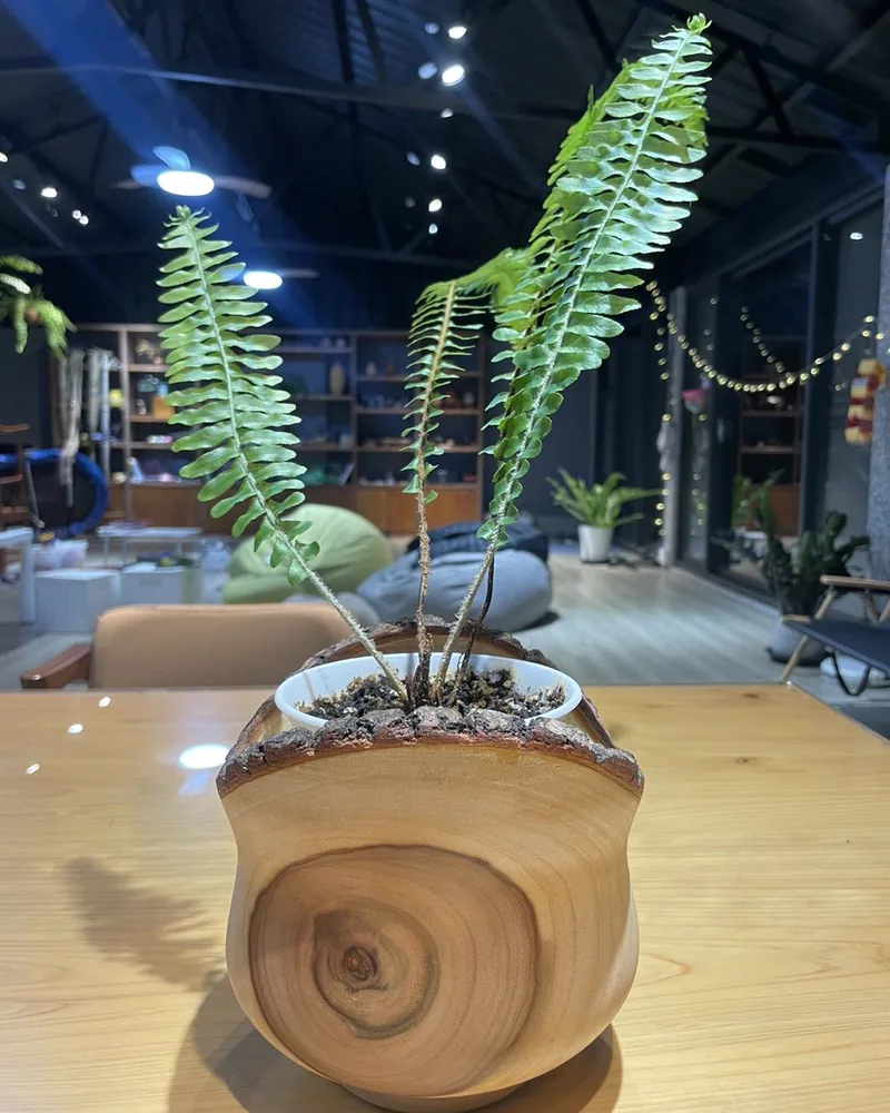 自然邊花盆/樟樹